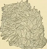 An illustration from The microscopy of vegetable foods, with special reference to the detection of adulteration and the diagnosis of mixtures (1916)