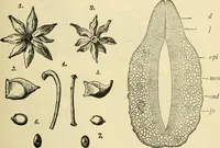 An illustration from The microscopy of vegetable foods, with special reference to the detection of adulteration and the diagnosis of mixtures (1916)