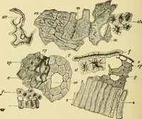 An illustration from The microscopy of vegetable foods, with special reference to the detection of adulteration and the diagnosis of mixtures (1916)