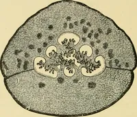 An illustration from The microscopy of vegetable foods, with special reference to the detection of adulteration and the diagnosis of mixtures (1916)