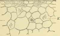 An illustration from The microscopy of vegetable foods, with special reference to the detection of adulteration and the diagnosis of mixtures (1916)