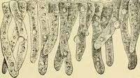 An illustration from The microscopy of vegetable foods, with special reference to the detection of adulteration and the diagnosis of mixtures (1916)