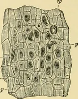 An illustration from The microscopy of vegetable foods, with special reference to the detection of adulteration and the diagnosis of mixtures (1916)