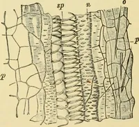 An illustration from The microscopy of vegetable foods, with special reference to the detection of adulteration and the diagnosis of mixtures (1916)