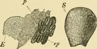 An illustration from The microscopy of vegetable foods, with special reference to the detection of adulteration and the diagnosis of mixtures (1916)