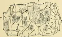 An illustration from The microscopy of vegetable foods, with special reference to the detection of adulteration and the diagnosis of mixtures (1916)