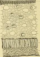 An illustration from The microscopy of vegetable foods, with special reference to the detection of adulteration and the diagnosis of mixtures (1916)