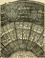 An illustration from The microscopy of vegetable foods, with special reference to the detection of adulteration and the diagnosis of mixtures (1916)