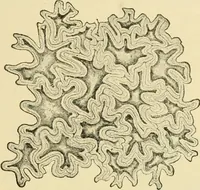An illustration from The microscopy of vegetable foods, with special reference to the detection of adulteration and the diagnosis of mixtures (1916)