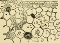 An illustration from The microscopy of vegetable foods, with special reference to the detection of adulteration and the diagnosis of mixtures (1916)