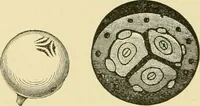 An illustration from The microscopy of vegetable foods, with special reference to the detection of adulteration and the diagnosis of mixtures (1916)