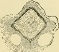 An illustration from The microscopy of vegetable foods, with special reference to the detection of adulteration and the diagnosis of mixtures (1916)