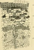 An illustration from The microscopy of vegetable foods, with special reference to the detection of adulteration and the diagnosis of mixtures (1916)