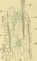An illustration from The microscopy of vegetable foods, with special reference to the detection of adulteration and the diagnosis of mixtures (1916)