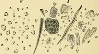 An illustration from The microscopy of vegetable foods, with special reference to the detection of adulteration and the diagnosis of mixtures (1916)