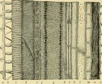 An illustration from The microscopy of vegetable foods, with special reference to the detection of adulteration and the diagnosis of mixtures (1916)