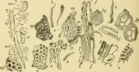 An illustration from The microscopy of vegetable foods, with special reference to the detection of adulteration and the diagnosis of mixtures (1916)