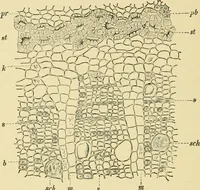 An illustration from The microscopy of vegetable foods, with special reference to the detection of adulteration and the diagnosis of mixtures (1916)