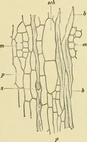 An illustration from The microscopy of vegetable foods, with special reference to the detection of adulteration and the diagnosis of mixtures (1916)