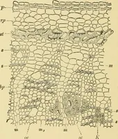 An illustration from The microscopy of vegetable foods, with special reference to the detection of adulteration and the diagnosis of mixtures (1916)
