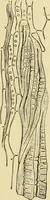 An illustration from The microscopy of vegetable foods, with special reference to the detection of adulteration and the diagnosis of mixtures (1916)