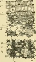 An illustration from The microscopy of vegetable foods, with special reference to the detection of adulteration and the diagnosis of mixtures (1916)