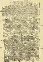 An illustration from The microscopy of vegetable foods, with special reference to the detection of adulteration and the diagnosis of mixtures (1916)
