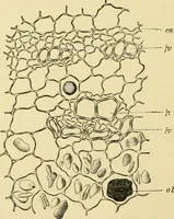 An illustration from The microscopy of vegetable foods, with special reference to the detection of adulteration and the diagnosis of mixtures (1916)