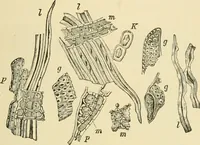 An illustration from The microscopy of vegetable foods, with special reference to the detection of adulteration and the diagnosis of mixtures (1916)