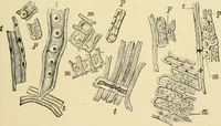 An illustration from The microscopy of vegetable foods, with special reference to the detection of adulteration and the diagnosis of mixtures (1916)