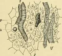 An illustration from The microscopy of vegetable foods, with special reference to the detection of adulteration and the diagnosis of mixtures (1916)