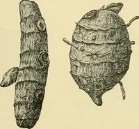 An illustration from The microscopy of vegetable foods, with special reference to the detection of adulteration and the diagnosis of mixtures (1916)