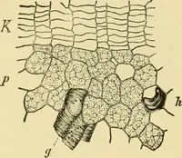 An illustration from The microscopy of vegetable foods, with special reference to the detection of adulteration and the diagnosis of mixtures (1916)