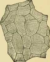 An illustration from The microscopy of vegetable foods, with special reference to the detection of adulteration and the diagnosis of mixtures (1916)