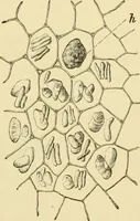 An illustration from The microscopy of vegetable foods, with special reference to the detection of adulteration and the diagnosis of mixtures (1916)