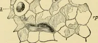 An illustration from The microscopy of vegetable foods, with special reference to the detection of adulteration and the diagnosis of mixtures (1916)