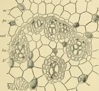 An illustration from The microscopy of vegetable foods, with special reference to the detection of adulteration and the diagnosis of mixtures (1916)