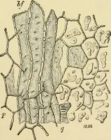 An illustration from The microscopy of vegetable foods, with special reference to the detection of adulteration and the diagnosis of mixtures (1916)