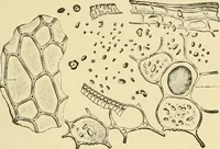 An illustration from The microscopy of vegetable foods, with special reference to the detection of adulteration and the diagnosis of mixtures (1916)