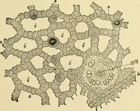 An illustration from The microscopy of vegetable foods, with special reference to the detection of adulteration and the diagnosis of mixtures (1916)