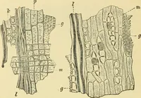 An illustration from The microscopy of vegetable foods, with special reference to the detection of adulteration and the diagnosis of mixtures (1916)