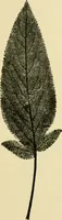 An illustration from The microscopy of vegetable foods, with special reference to the detection of adulteration and the diagnosis of mixtures (1916)