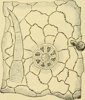 An illustration from The microscopy of vegetable foods, with special reference to the detection of adulteration and the diagnosis of mixtures (1916)