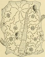 An illustration from The microscopy of vegetable foods, with special reference to the detection of adulteration and the diagnosis of mixtures (1916)