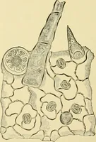 An illustration from The microscopy of vegetable foods, with special reference to the detection of adulteration and the diagnosis of mixtures (1916)