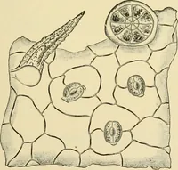 An illustration from The microscopy of vegetable foods, with special reference to the detection of adulteration and the diagnosis of mixtures (1916)