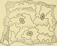 An illustration from The microscopy of vegetable foods, with special reference to the detection of adulteration and the diagnosis of mixtures (1916)
