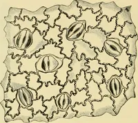 An illustration from The microscopy of vegetable foods, with special reference to the detection of adulteration and the diagnosis of mixtures (1916)