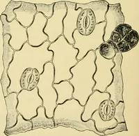 An illustration from The microscopy of vegetable foods, with special reference to the detection of adulteration and the diagnosis of mixtures (1916)