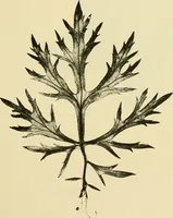 An illustration from The microscopy of vegetable foods, with special reference to the detection of adulteration and the diagnosis of mixtures (1916)